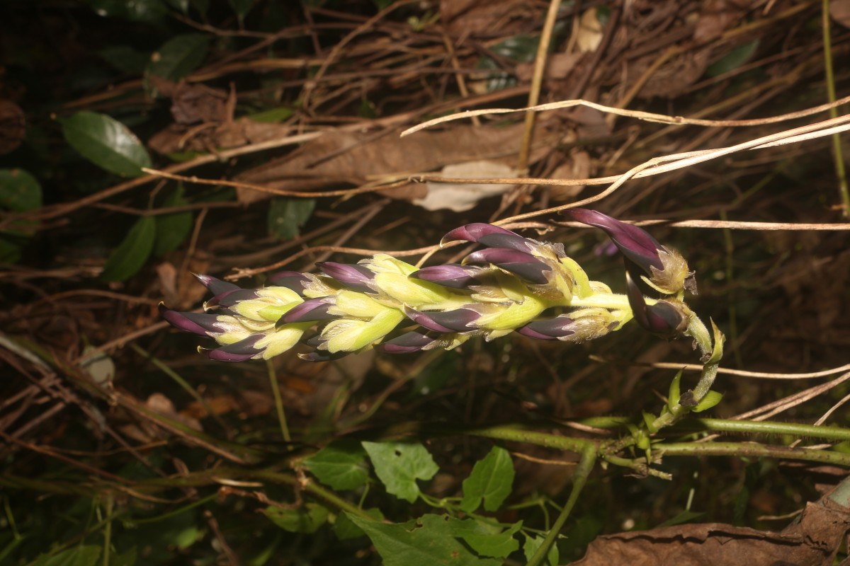 Mucuna bracteata DC. ex Kurz